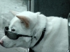 Cooler Hund