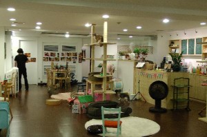 Katzencafe in Seoul